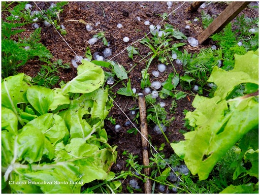 Los canteros de la huerta acusan el impacto de la granizada - Chacra Educativa Santa Lucía