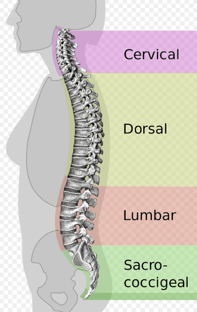 columna cervical, dorsal, lumbar y sacrococígea