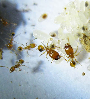 workers and major worker of a small Pheidole ant