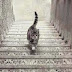 Alguien tiene mucho tiempo en las manos: Este gato ¿sube o baja las escaleras?