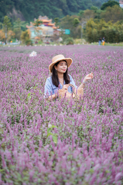 2023苗栗獅潭仙草花節一萬株仙草花紫色夢幻，仙山充滿仙氣