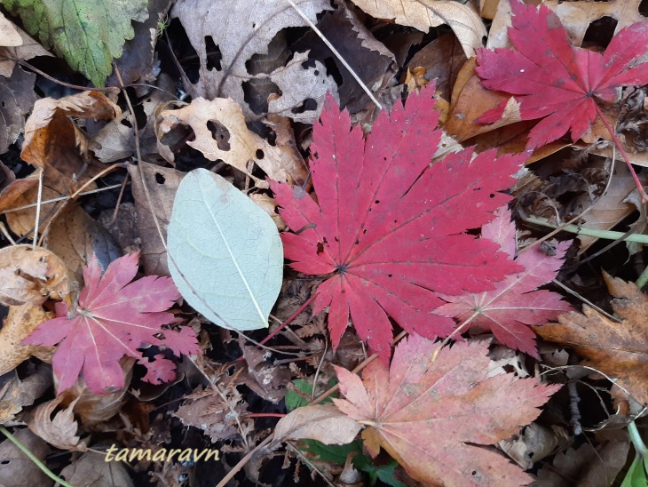 Клён ложнозибольдов (Acer pseudosieboldianum)