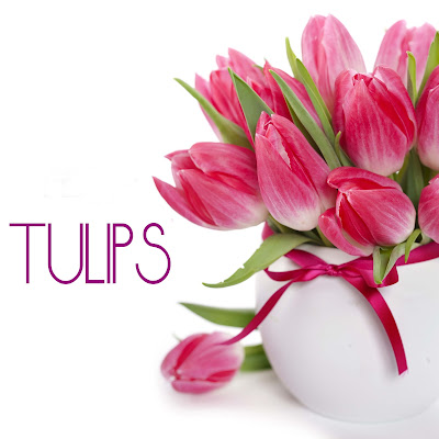 tulips-flower-images-nice-collection