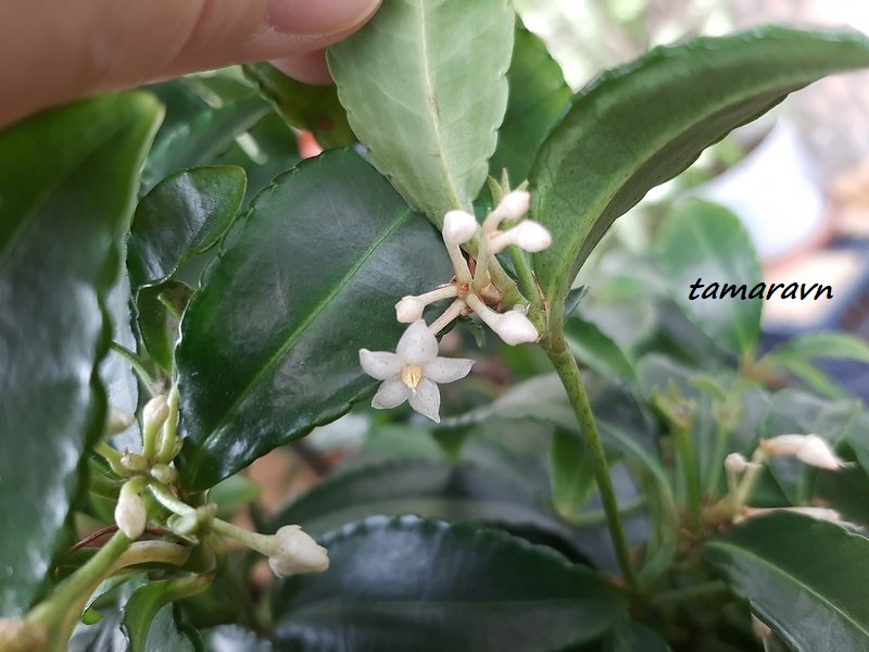 Ардизия городчатая (Ardisia crenata)