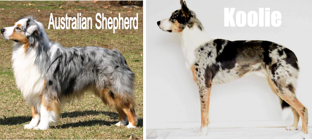 Australian Shepherd (left) vs. Koolie (right)