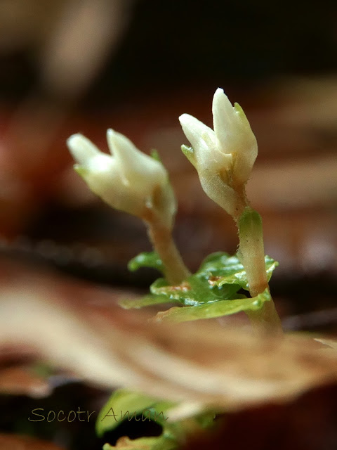 Myrmechis japonica