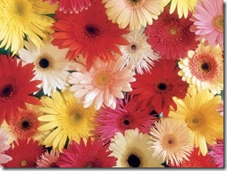 margaritas flores (1)