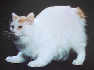 cymric cat pets information kittens pictures