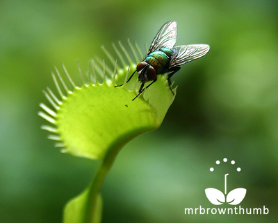 Venus Flytrap with fly