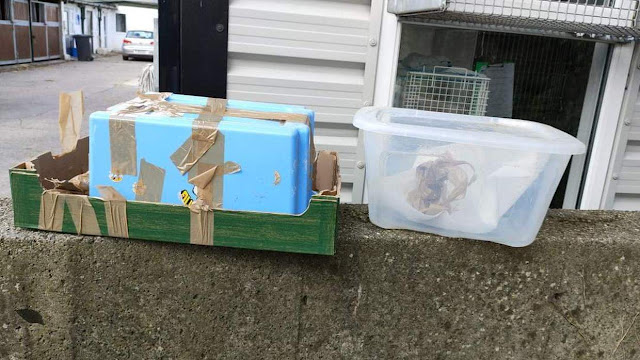 Cats and kittens dumped at NWSPCA in sealed containers