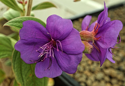 Tibouchina urvilleana - Princess flower - Pleroma urvilleanum care and culture