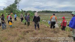 Bhabinkamtibmas Polsek Sliyeg Bantu Petani Basmi Hama Tikus