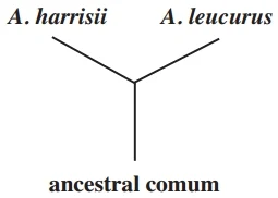 ancestral comum