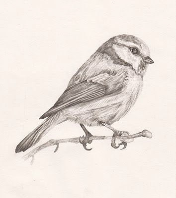 Sparrow-on-Branch-Tattoo-Design