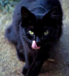 black cat, superstition