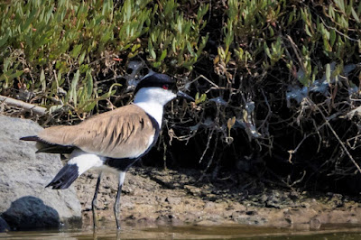 Spur-winged Plover at Kalloni area