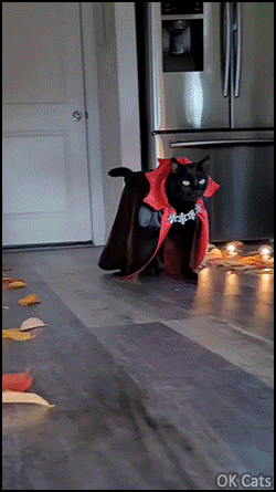 Halloween Cat GIF • I'm the ferocious catgula count and I suck blood of cat haters! [ok-cats.com]
