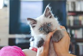 Ragdoll kitten