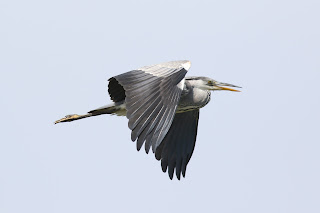 Grey Heron