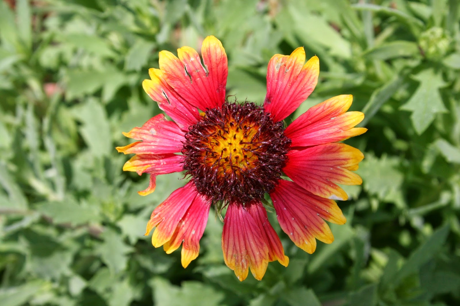 Native Florida Wildflowers: February 2014