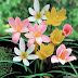 Rain Lily Bulbs | Zephyranthes Bulbs for Sale ( English )