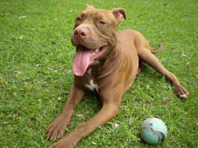 Pitbull Terrier Dogs