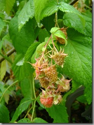 raspberries - bearing and bearing!