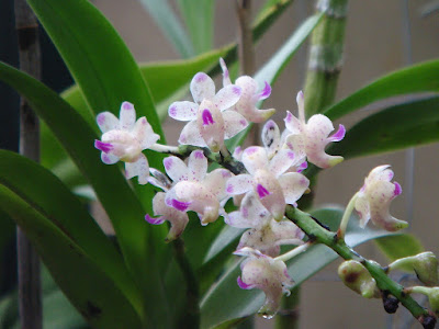 Aerides quinquevulnera care and culture