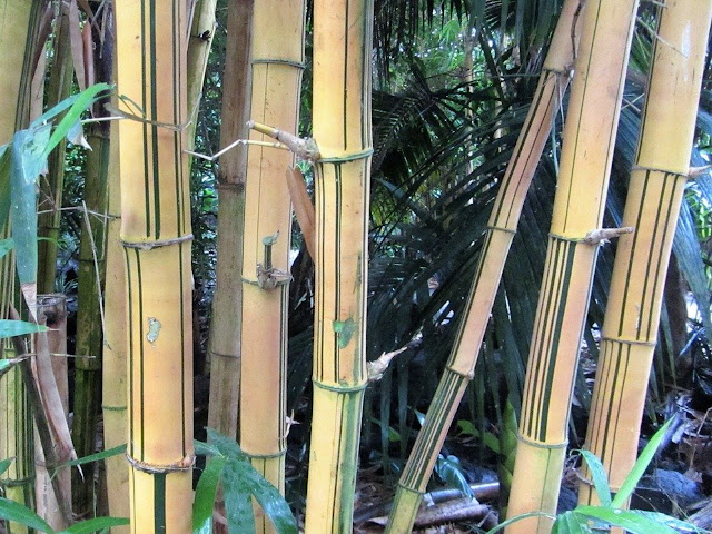 10 Kelebihan dan Kekurangan Bambu  Sebagai Bahan Bangunan 