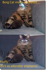 Borg Cat Mode activated. Fluffy isn't so cute anymore.