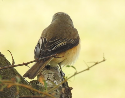 灰頭紅尾伯勞雄鳥