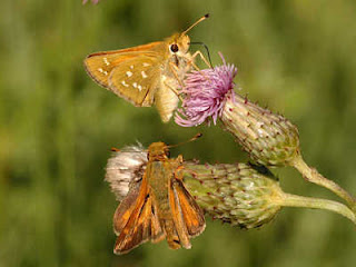 Common Banded Skipper