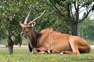 Giant Eland