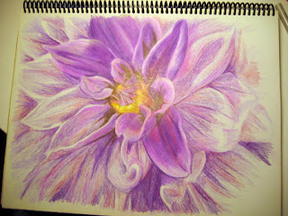 Work in Progress - 4th photo of a Color Pencil Drawing of a Dahlia Flower