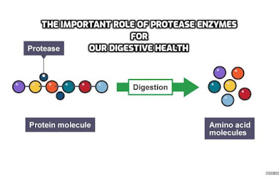 The important role of protease enzymes for our digestive health. The different types of protease enzymes. Natural sources of protease enzymes. Health benefits of protease enzymes.