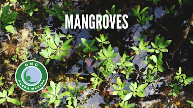 Les enjeux de la forêt de mangroves dans la région du Menabe