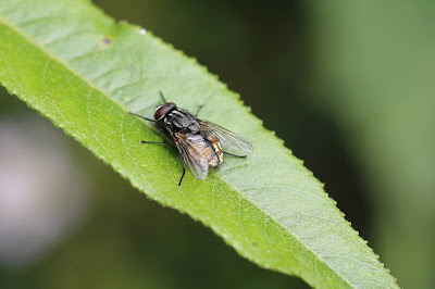 Herfstvlieg - - Musca autumnalis