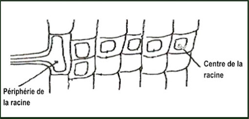 Conduction latérale
