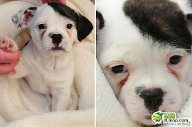 adorable dog pictures, puppy with hitler mustache and hair