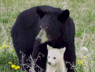 Albino Animals