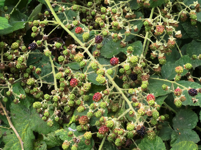 Ripening Blackberries