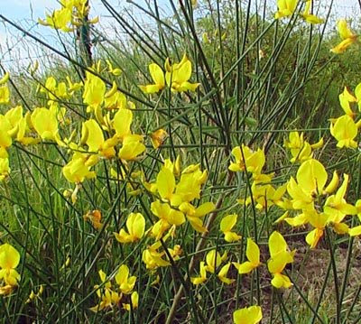 Ginestra odorosa