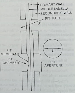 Primary pit-fields, pits and types of pits-digieduco