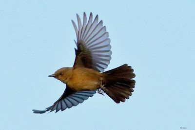 "Brown Rock Chat - Oenanthe fusca, caught in flight , while hunting on the wing , impressive show of open wings,"