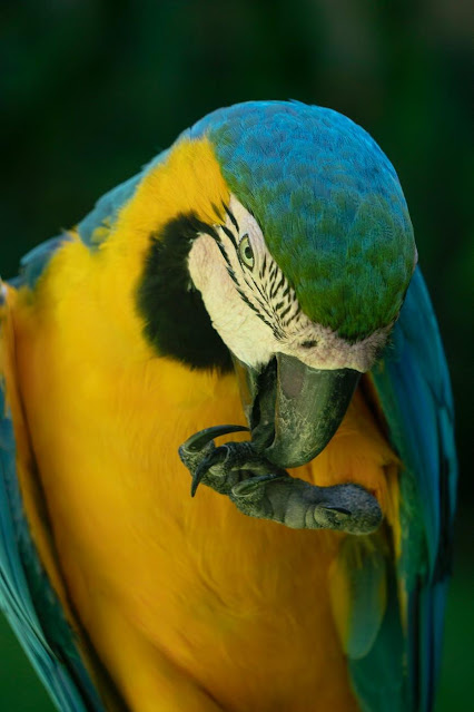 Colorful Parrots Images Gallery Wallpapers 4K Free Download