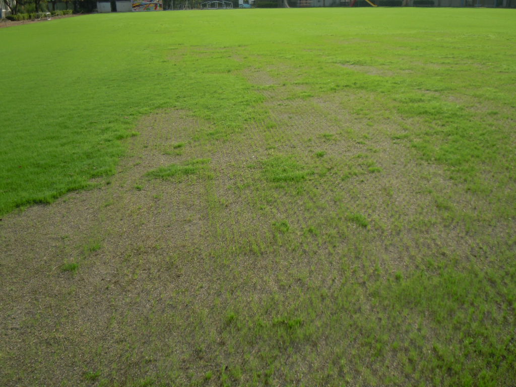 南鶴牧小学校greenネットワーク芝生管理ブログ 冬芝の成長進む