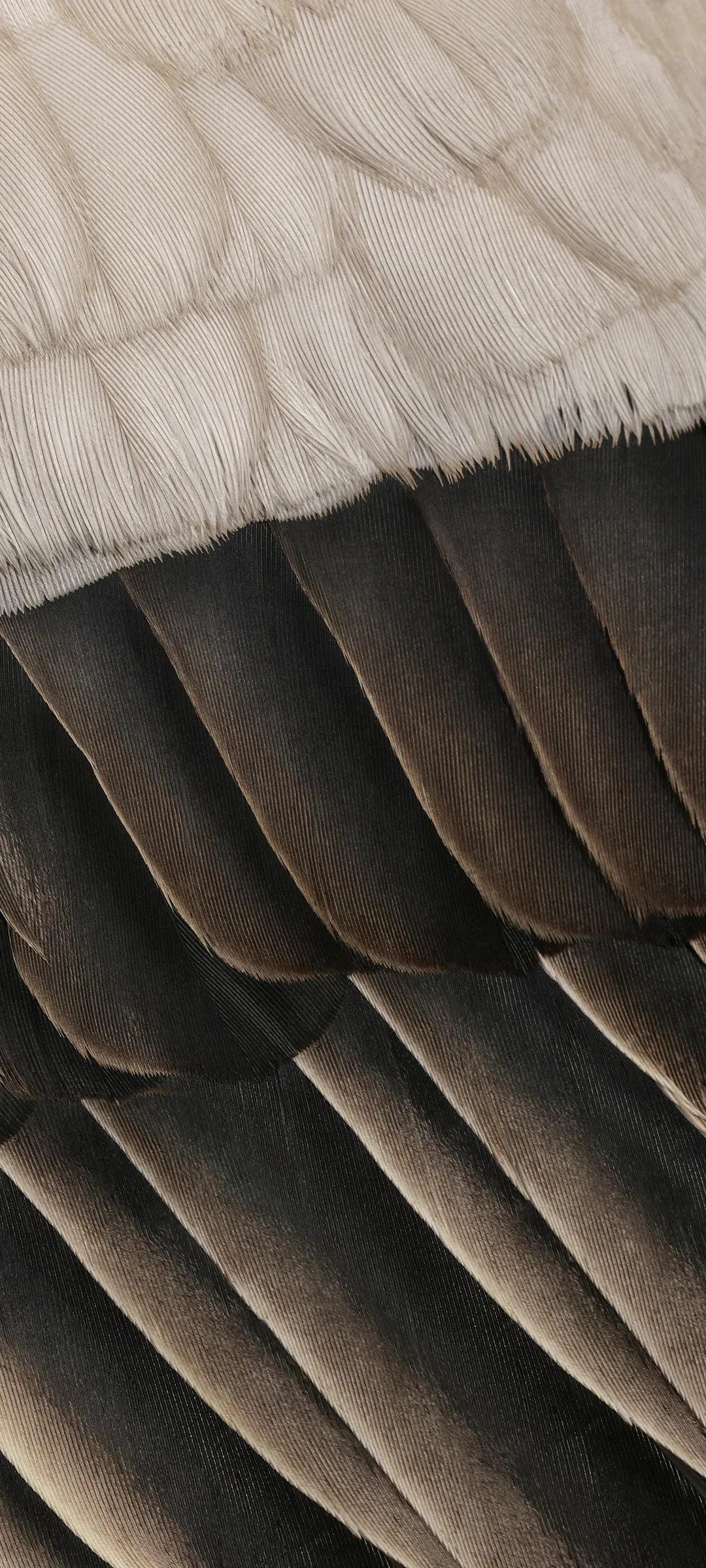 Cotton (Dark)