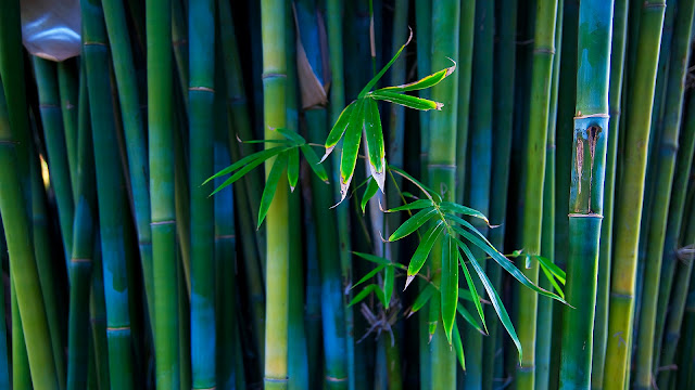 Bamboo Wallpaper