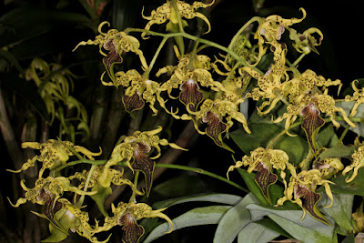 Dendrobium alexandrae care and culture