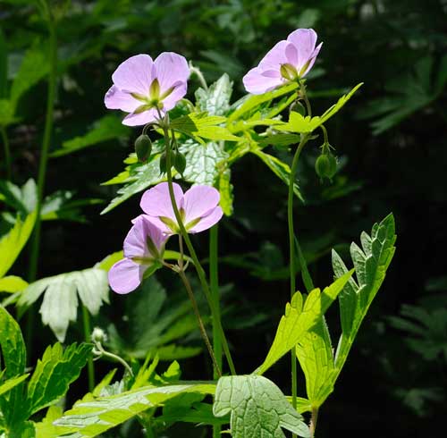 wild geraniums